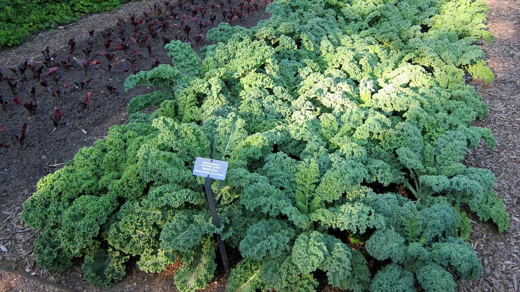 Dwarf Blue Curled Kale Seeds - 100 Organic Heirloom Brassica oleracea var. sabellica