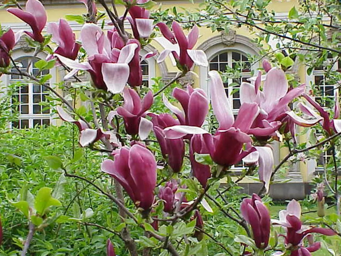 Jane Magnolia Tree Live Plant 6-12 Inches Fragrant Tulip-Shaped Blooms Magnolia x 'Jane'