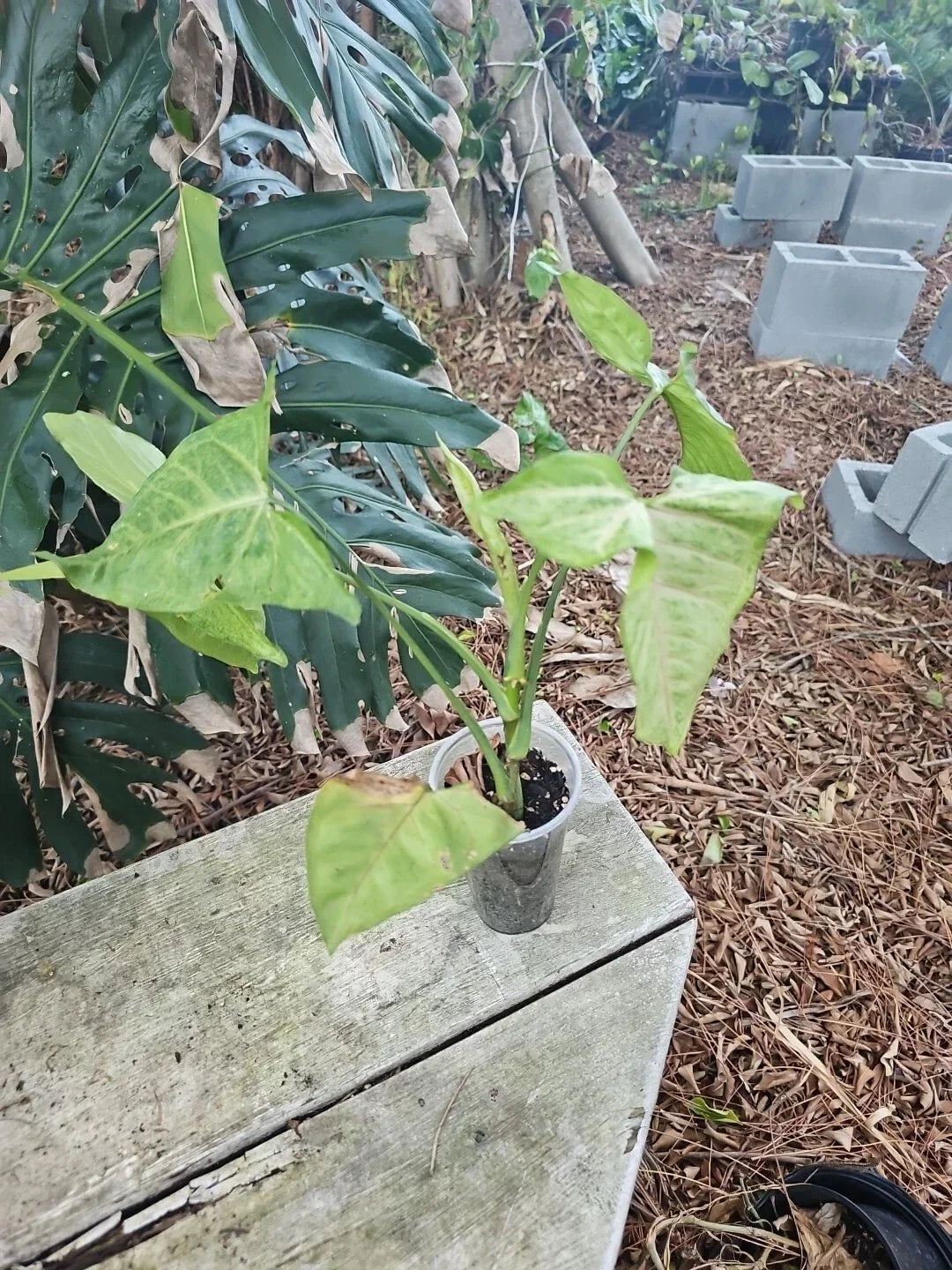 Live Pink Syngonium Podophyllum Starter Plant - Easy Care Indoor Arrowhead Houseplant