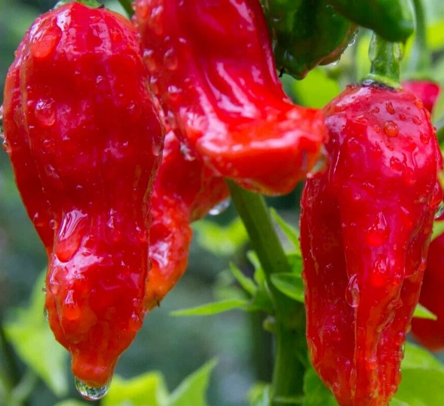 Ghost Pepper Seeds - 40+ Non-GMO Bhut Jolokia Capsicum chinense for Hot Sauce & Spicy Garden Growth