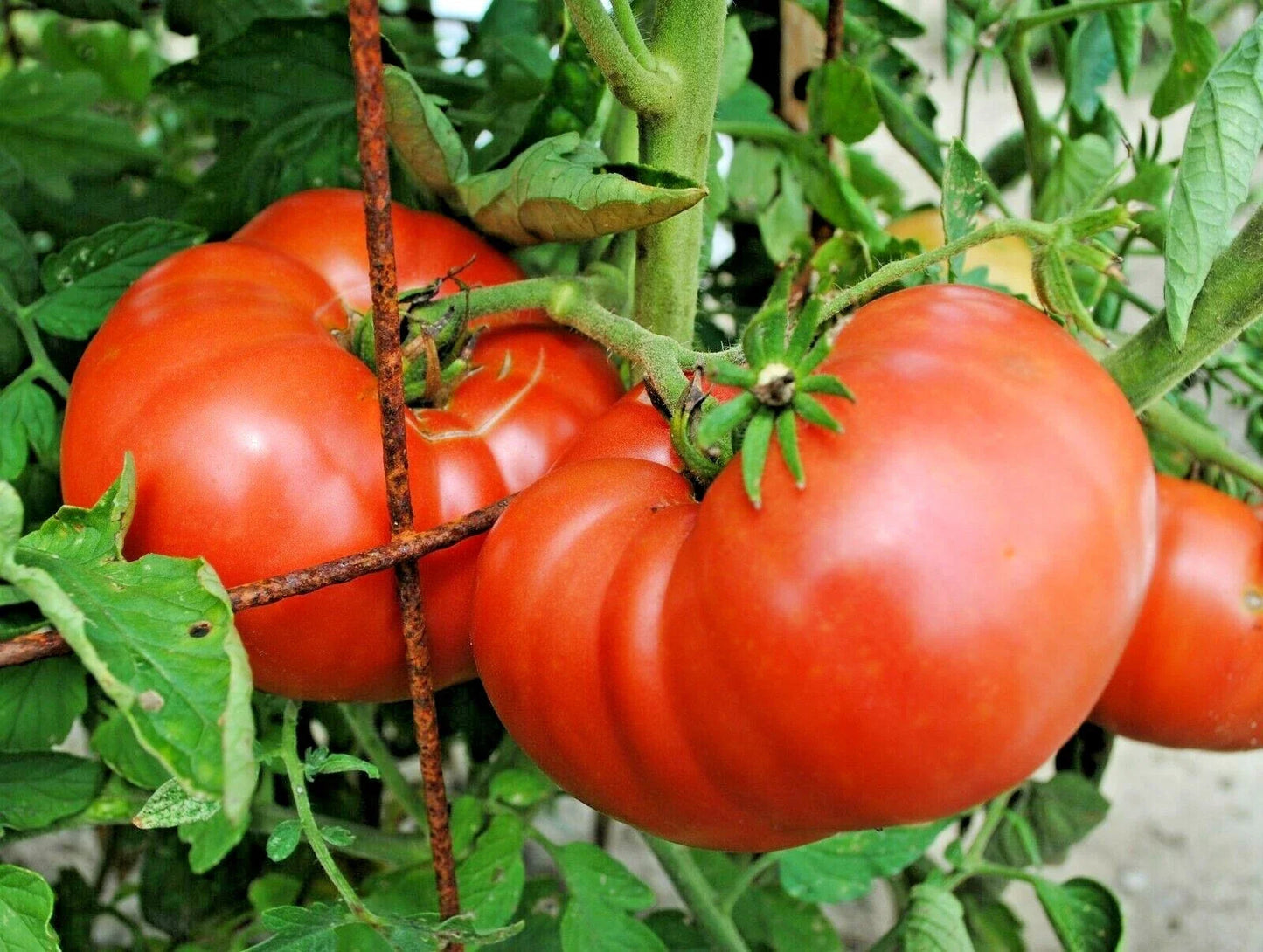 Organic Beefsteak Tomato Seeds - 151+ Non-GMO Seeds for Summer Garden & Containers - Solanum lycopersicum