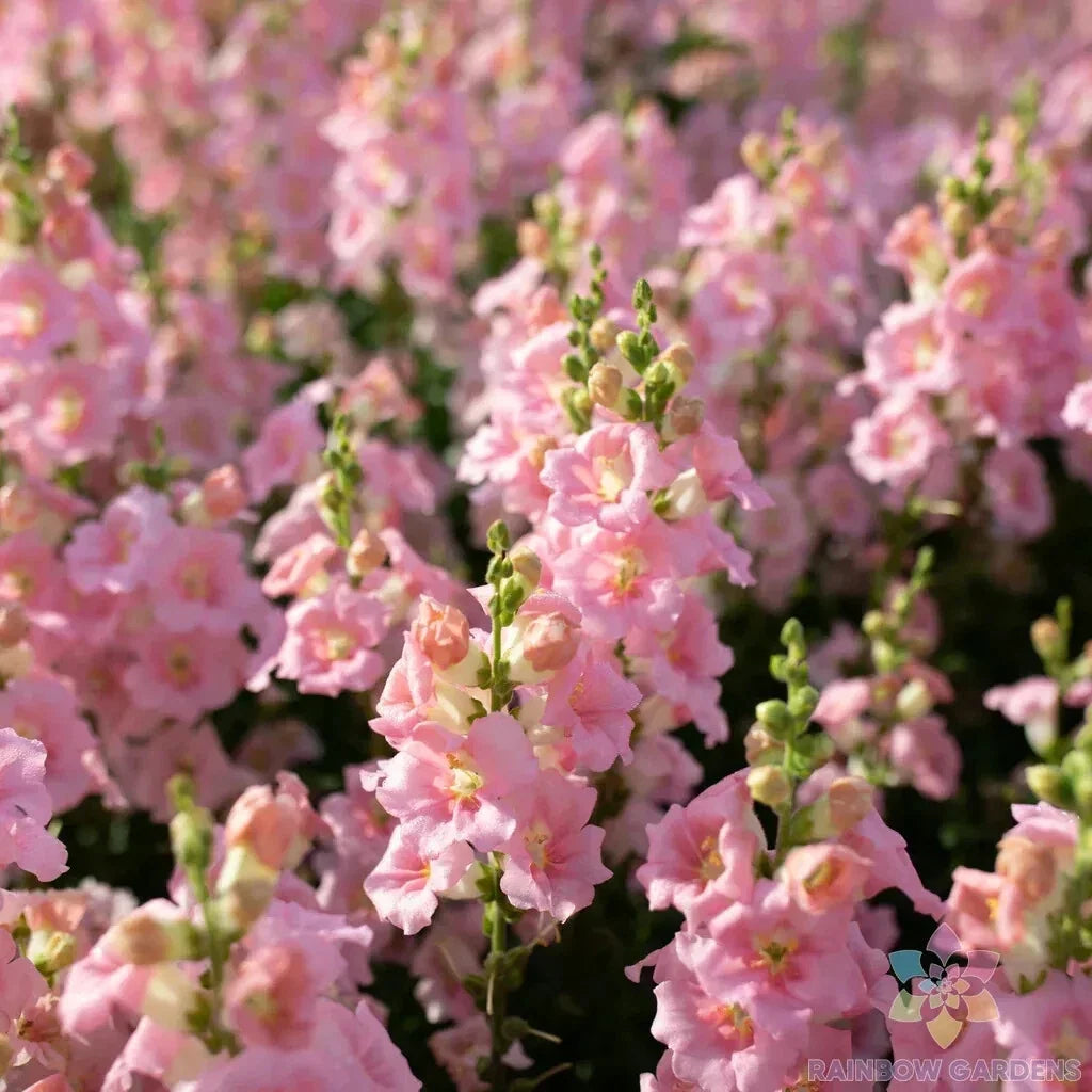 Chantilly Light Pink Snapdragon Seeds - 1000+ Antirrhinum majus for Garden, Flower Bed, Container, USA
