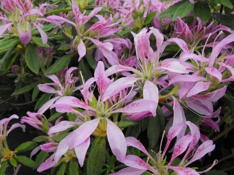 Azalea Starter Plant - Koromo Shikibu Rhododendron - Rare Deciduous Variety in 4-Inch Pot