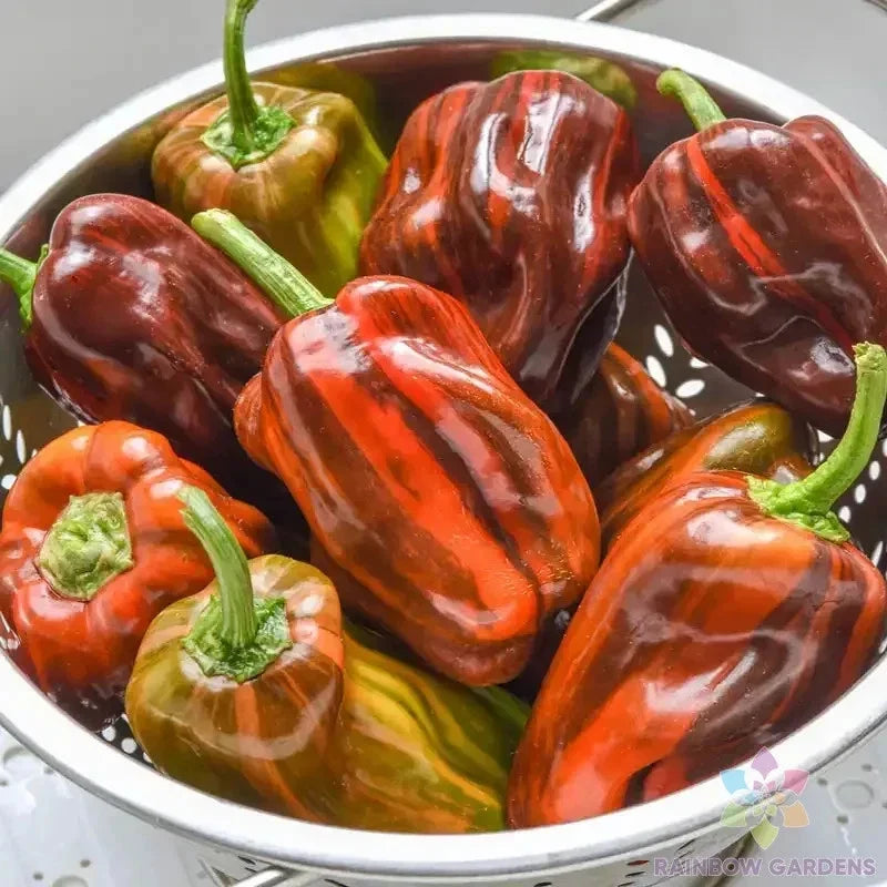 Candy Cane Chocolate Cherry Sweet Pepper Seeds – Capsicum annuum, 25+ Seeds for Garden, Edible Vegetable, Compact Bushy Plants