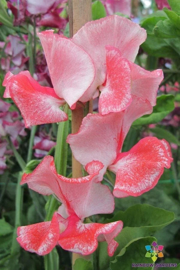 Tutti Frutti Sweet Pea Seeds - 50+ Pack, Fragrant Climbing Vines, Assorted Pastel Shades, Lathyrus odoratus, Garden Planting