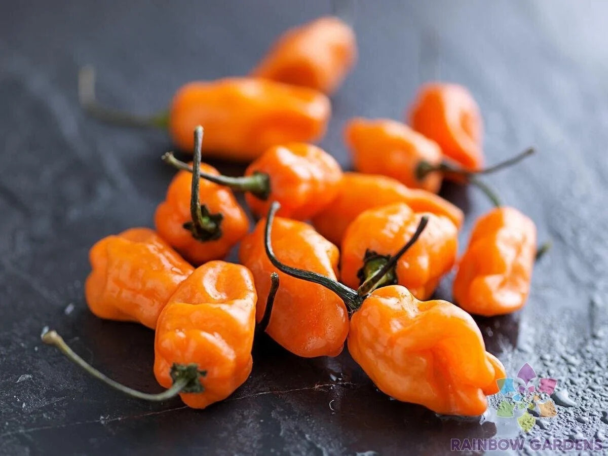 TigerPaw Habanero Hot Pepper Seeds - 25+ Non-GMO Capsicum chinense for Garden, Pot, or Raised Bed Cultivation