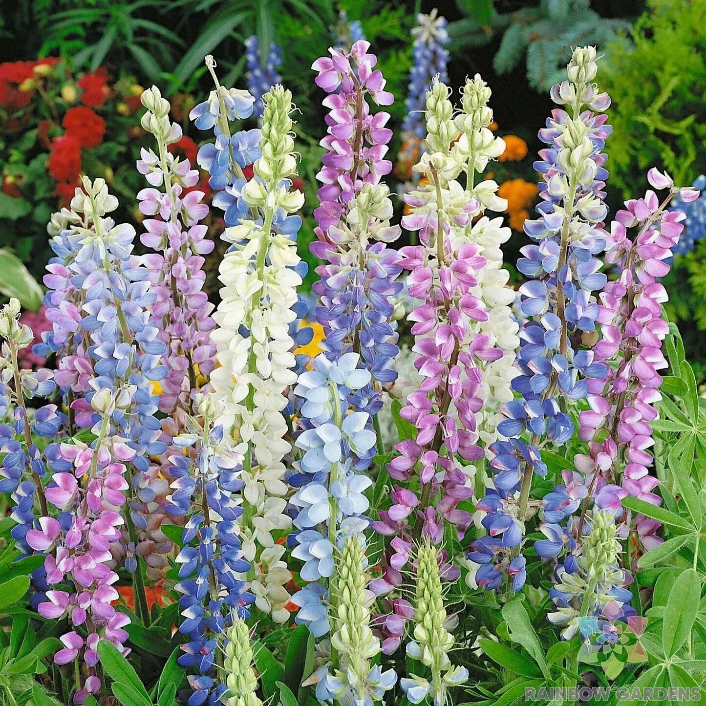 Lupine Seeds Mix – 25+ Hartwegii Varieties for Garden & Container Planting – Lupinus hartwegii Seeds