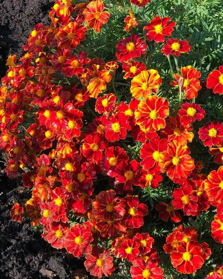 French Marigold Seeds DISCO RED Non-GMO Tagetes patula 100 Seeds for Gardens, Borders & Containers
