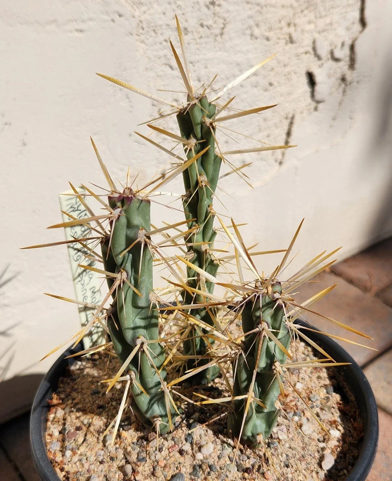 Cylindropuntia Molesta Live Cactus Cuttings - Molesting-Spined Cholla, 3 Rooted Pieces for Xeriscaping