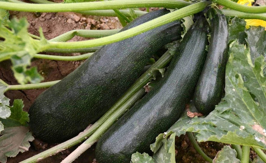 Black Beauty Zucchini Seeds - Heirloom Cucurbita pepo, 25+ Planting Seeds for Home Garden & Container Growing