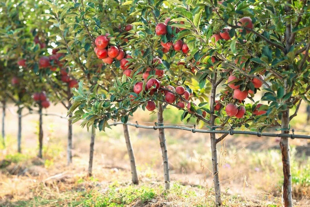 Apple Tree Seeds - 30 Pack, Malus pumila, Sweet & Juicy Fruit, Deciduous Tree for Garden & Orchard Planting