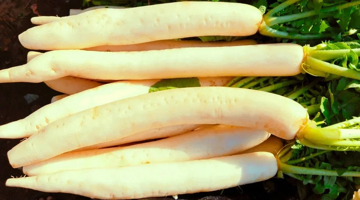 Miyashige Radish Seeds - 500+ Non-GMO Raphanus sativus for Home Garden, Fast-Growing, Crisp Radishes, Perfect for Containers