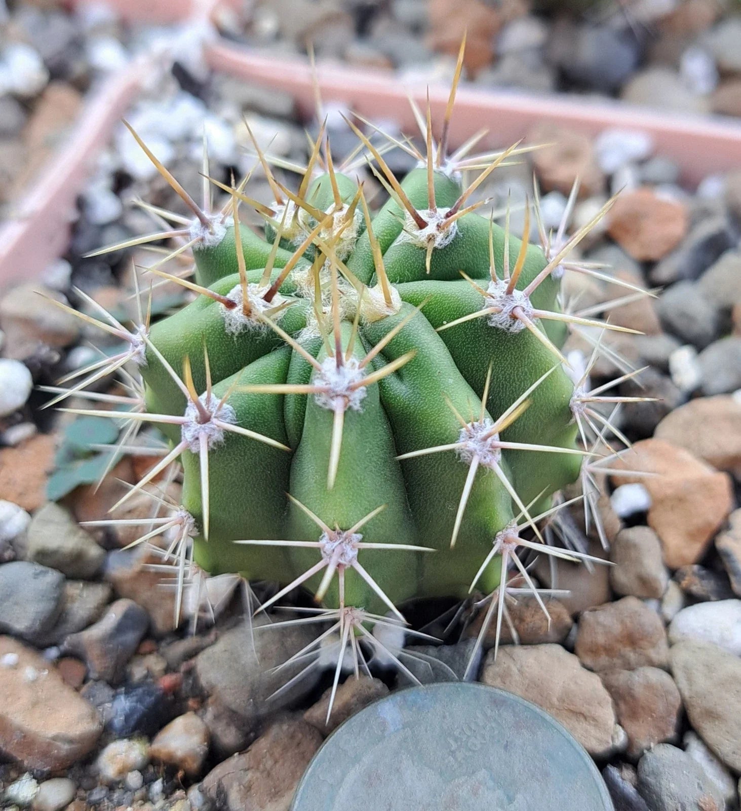 Ferocactus Robustus Bare Root Cactus Plant – Large Golden Barrel Succulent for Home Decor & Drought Tolerance