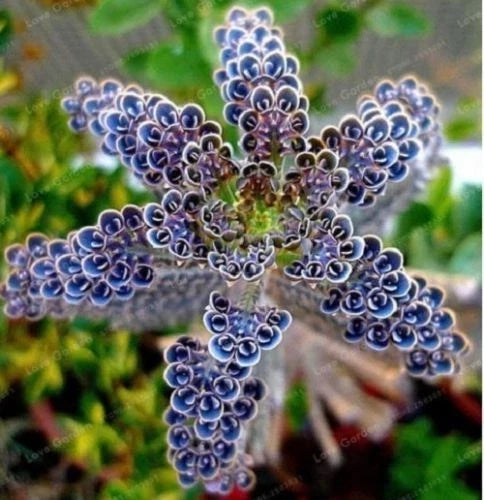 Rare Dark Blue Kalanchoe Seeds | Succulent Flower Seeds | Kalanchoe blossfeldiana | Easy to Grow Indoor & Outdoor Plant