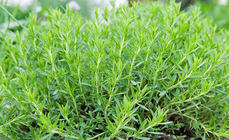 Russian Tarragon Herb Seeds - Perennial Aromatic Plant - Artemisia dracunculus - 100 Count Packet