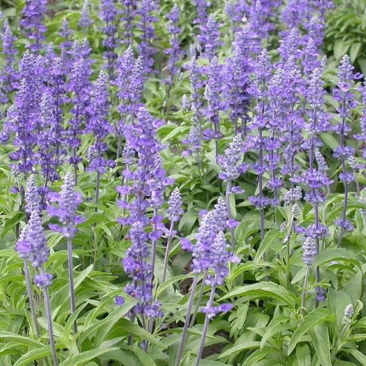 Sage Seeds 500 Pack Blue Salvia Perennial - Non-GMO, USA Grown