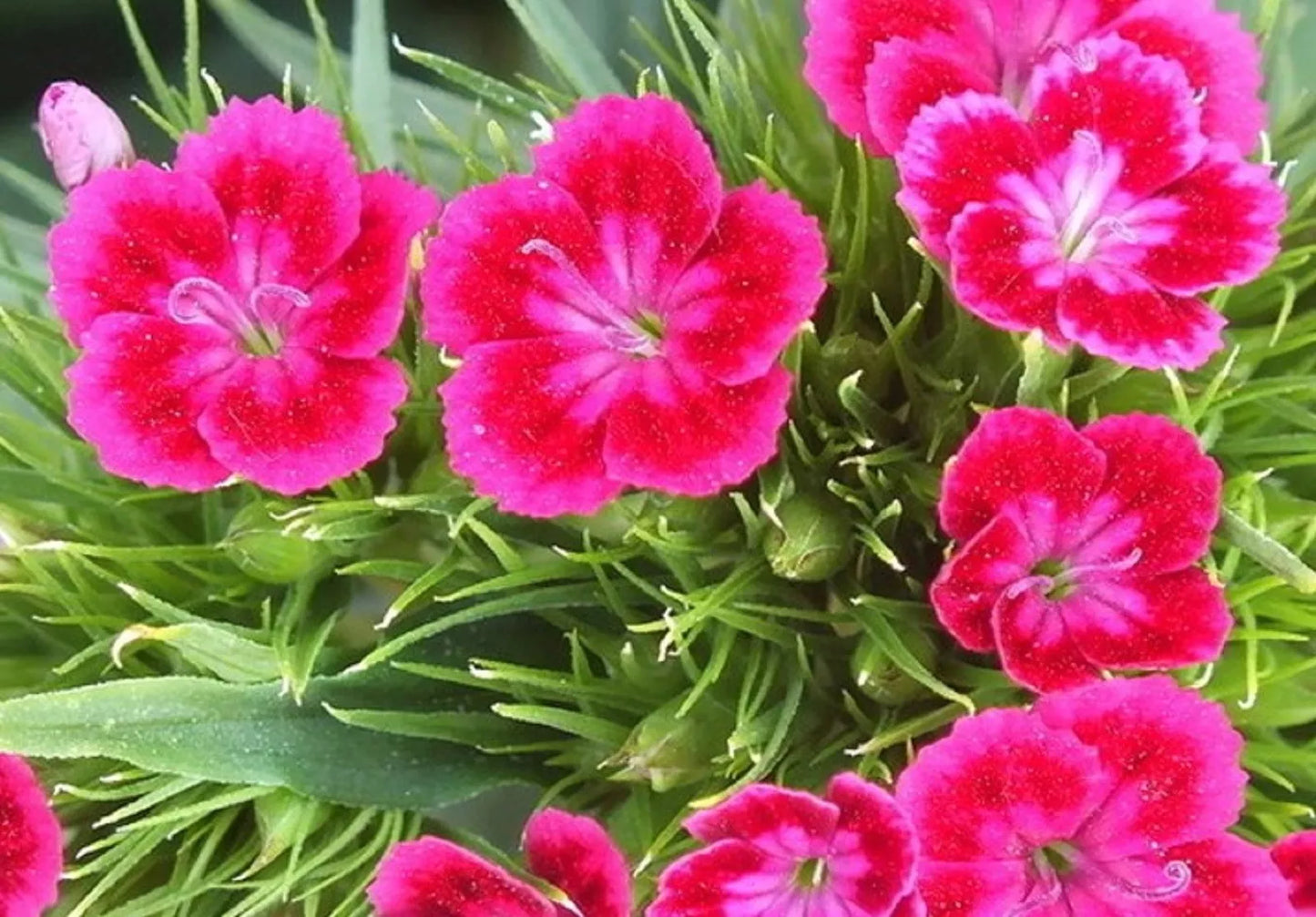 Terrace Garden Flower Seeds - 100 Non-GMO Virgo Seeds with Vibrant Red and Pink Blooms, Ideal for Outdoor Containers and Borders