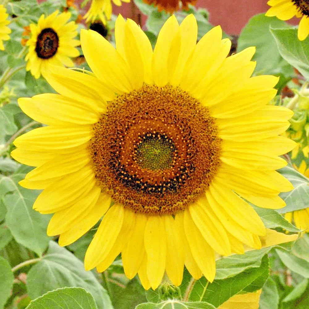 Lemon Queen Sunflower Seeds - 51+ Native Wildflower for Summer Garden - Helianthus annuus, Bright Yellow Blooms