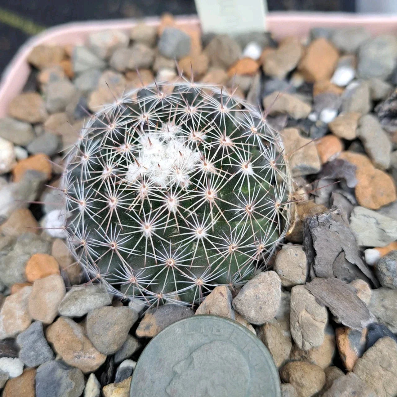 Mammillaria Gaumeri Bare Root Cactus - Unique Mexican Desert Plant for Indoor & Outdoor Gardening
