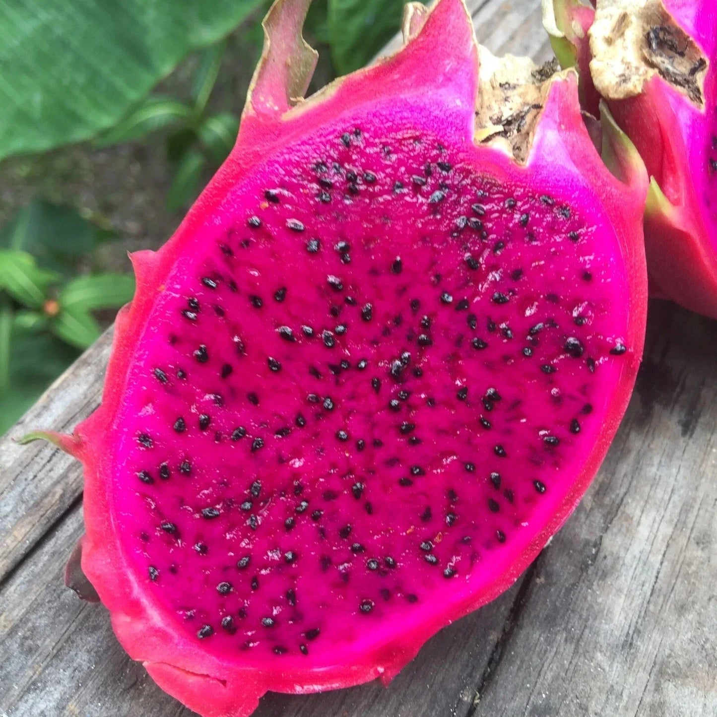 50 Red Dragon Fruit Seeds - Pitaya Pitahaya - Hylocereus Undatus - Rare Cactus Seeds for Home Gardening