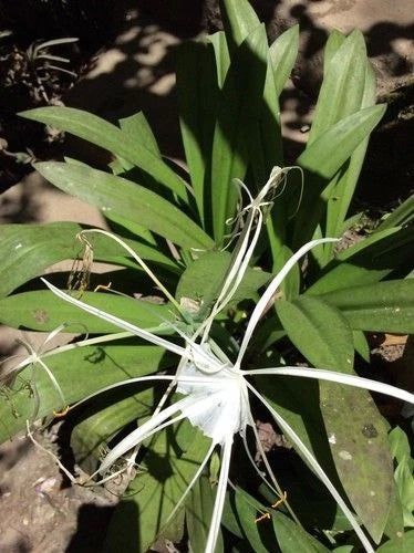 Live Spider Lily Plants 10-12" Hymenocallis spp. Rare South Alabama Native, White Starburst Blooms