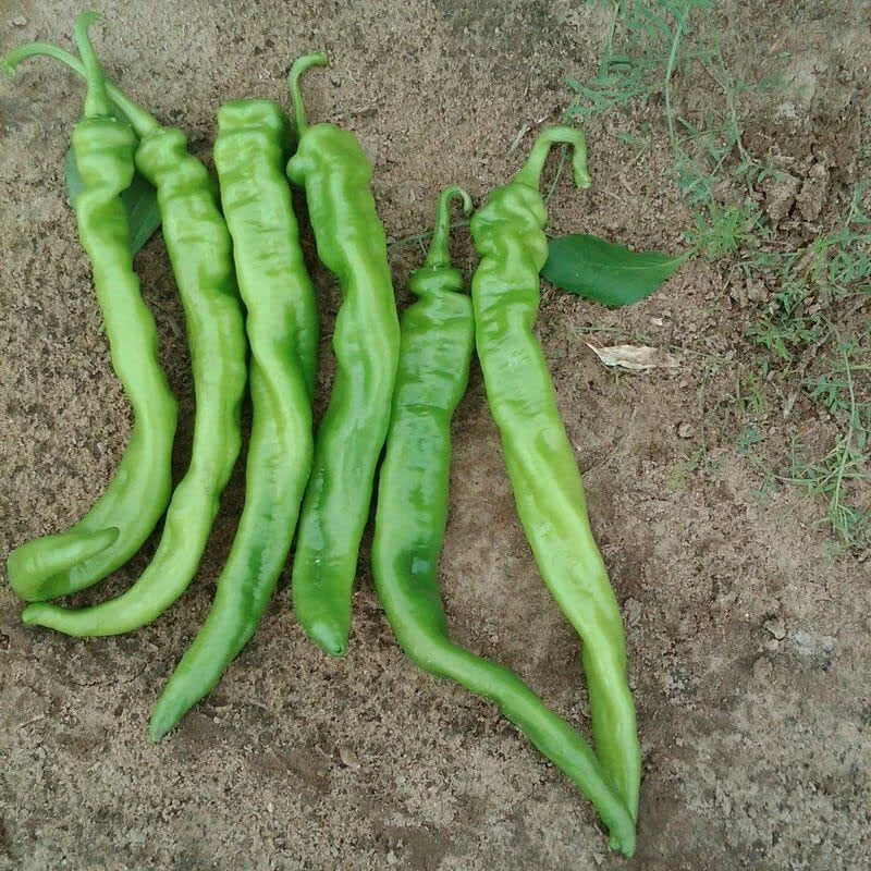 Iberia Hot Pepper Seeds - Hybrid Capsicum annuum - All Season Spicy Peppers - 25 Pack