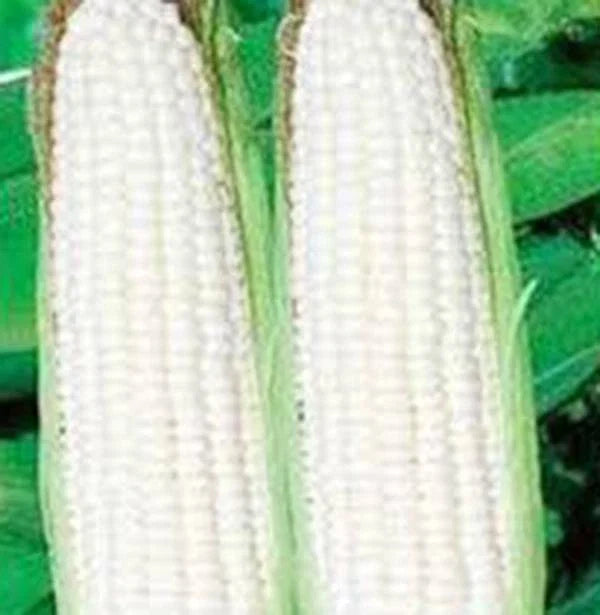 White Corn Seeds, Stowell's Evergreen Heirloom, 20+ Zea mays, Sweet White Corn, Organic Non-GMO Seed Packet