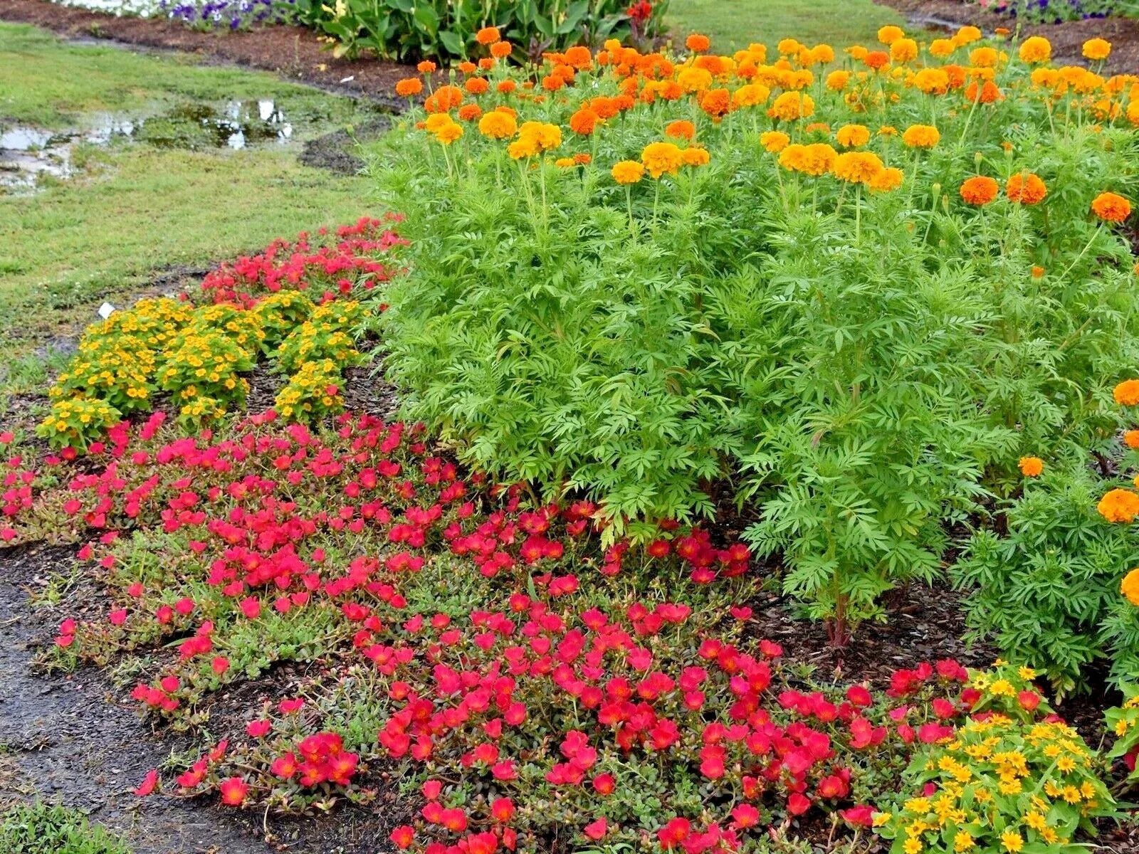African Marigold Flower Seeds - 301+ Tagetes erecta, Deer Resistant, Pollinator Friendly, Full Sun, Easy to Grow