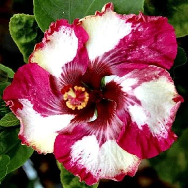 Hibiscus Flower Seeds - 20 Red White Perennial Seeds - Hibiscus rosa-sinensis - Garden, Container Planting