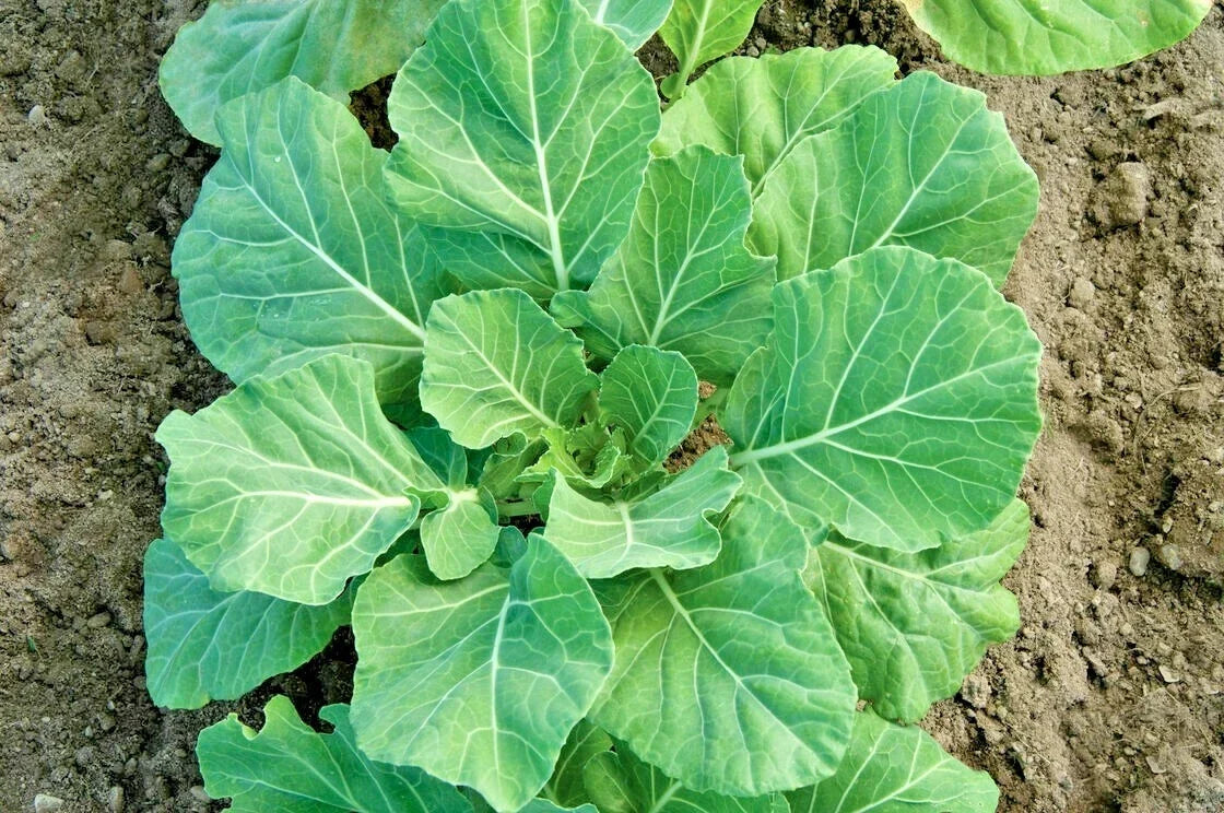 Champion Collard Greens Seeds - 601+ Premium Vegetable Seeds for Container & Garden, Brassica oleracea var. acephala