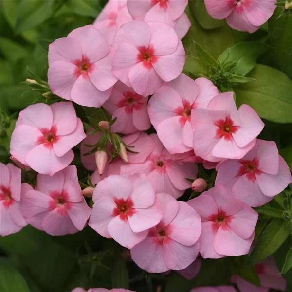 Gisele Light Pink Phlox Seeds - 100+ Packets for Garden Planting - Phlox paniculata - Perennial Flowers for Borders & Containers