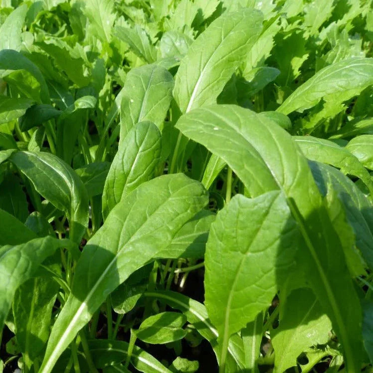 Mibuna Mustard Greens Seeds - Brassica Rapa Japonica Dento Variety, Non-GMO, Fast Germination, Indoor & Outdoor Gardening