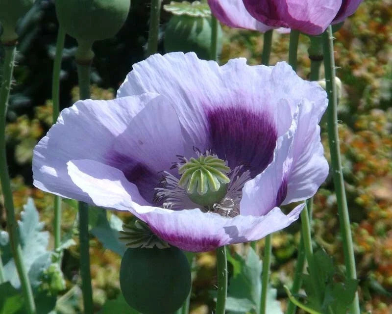 Blue Moon Poppy Seeds Pack – 200+ Papaver somniferum for Garden Planting, Vibrant Blue Flowers, Easy to Grow, USA Grown