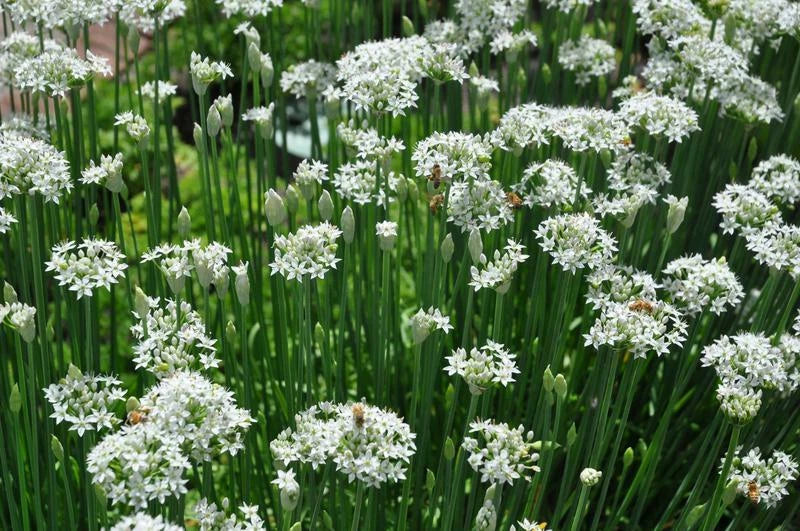 Garlic Chives Seeds 100+ Count Non-GMO Herb Vegetable Garden Allium tuberosum - USA Seller