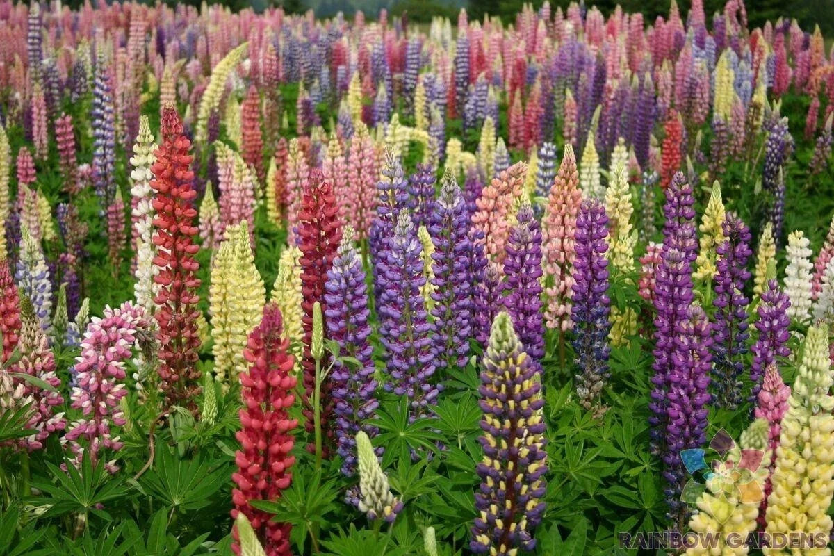 Lupine Seeds - 25+ Loopy Mix - Vibrant Flowering Garden Plant - Lupinus polyphyllus Seed Packet