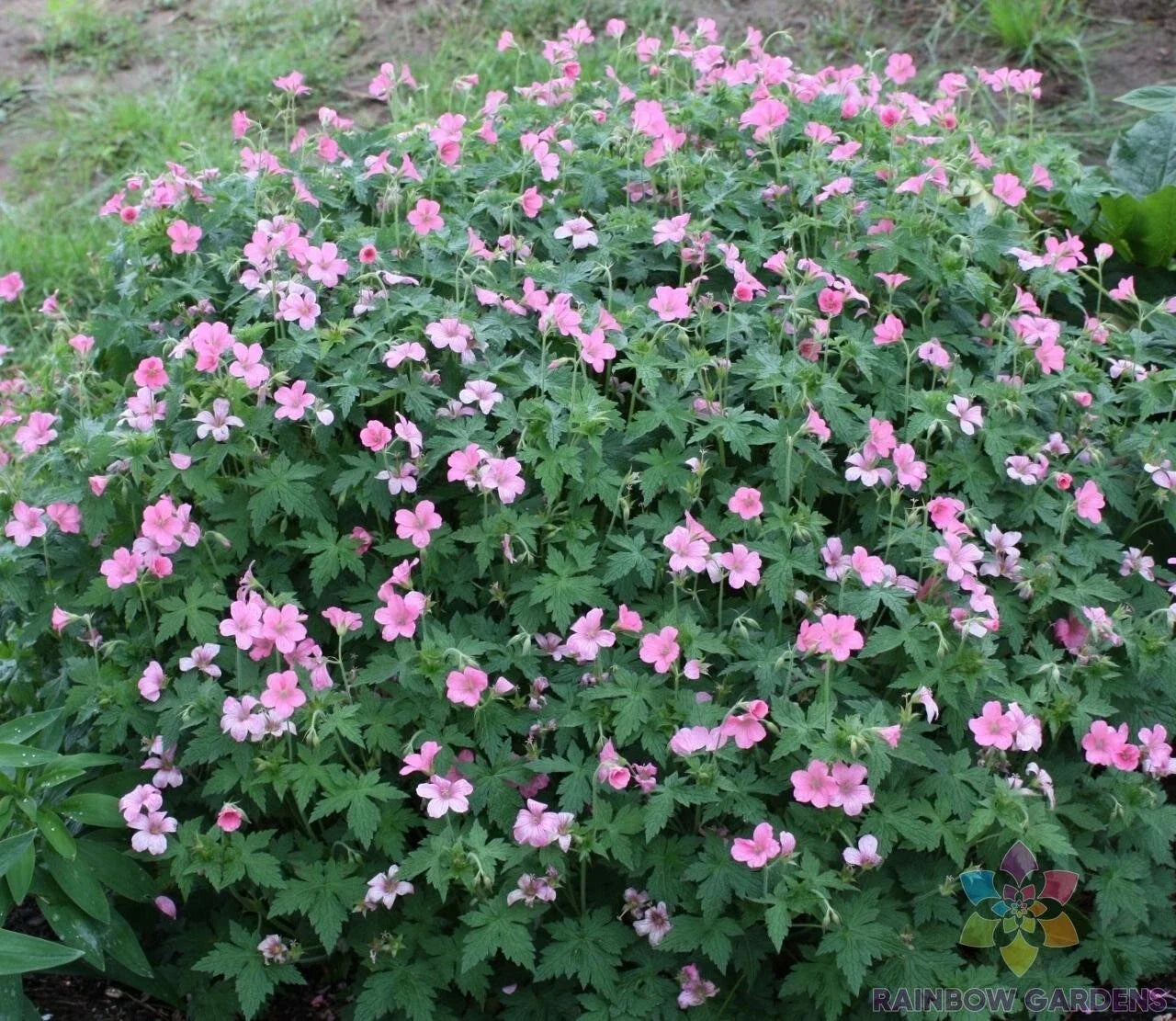 25+ Wageningen Geranium Seeds - Pelargonium x hortorum - Bright Annual Flower for Garden & Containers