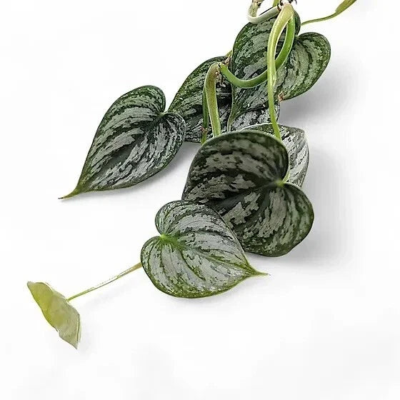 Philodendron Cuttings - 5 Unrooted Propagation Cuttings - Philodendron brandtianum - Silver Marbled Leaves