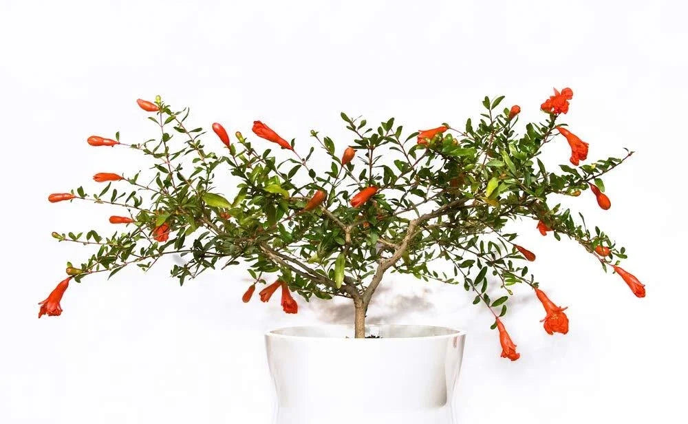 Dwarf Pomegranate Seeds - Edible Fruit, Compact Growth, Punica granatum 'Nana' - 25 Seeds for Bonsai & Container Gardening
