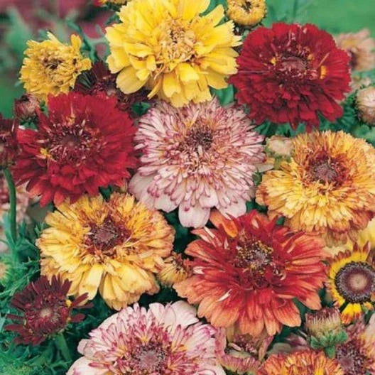 Painted Daisy Seeds - Dunetti Mix Heirloom Perennial Flower Seeds - Chrysanthemum carinatum Non-GMO, 100 Seeds for Garden