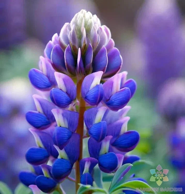 Arroyo Lupine Seeds - 25+ Pack, Wildflower Seeds for Garden, Lupinus succulentus, Native to USA, Attracts Pollinators