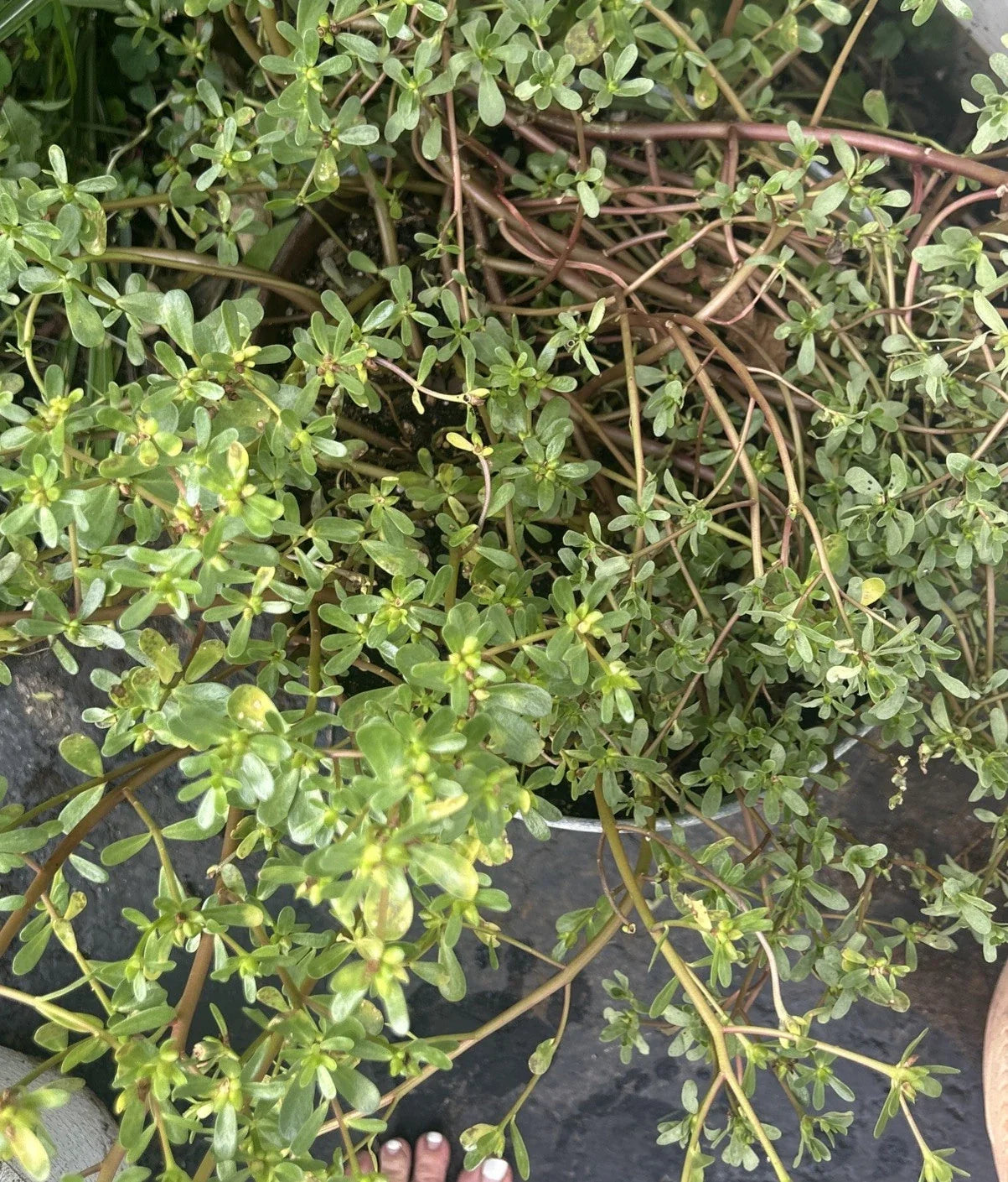 Live Purslane Plants Bare Root Starter Bundle – Edible Herb, Portulaca oleracea, Fast Growing, Nutritious, Culinary, Ground Cover