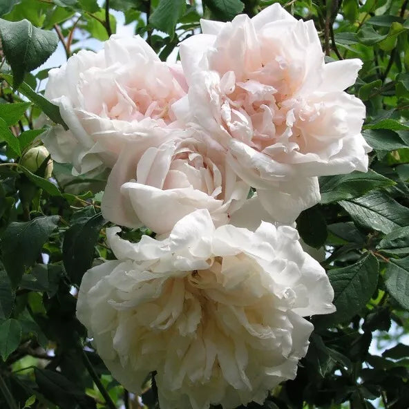 Madame Alfred Carriere Climbing Rose Cuttings - 4 Live Cuttings - Rosa 'Madame Alfred Carriere'