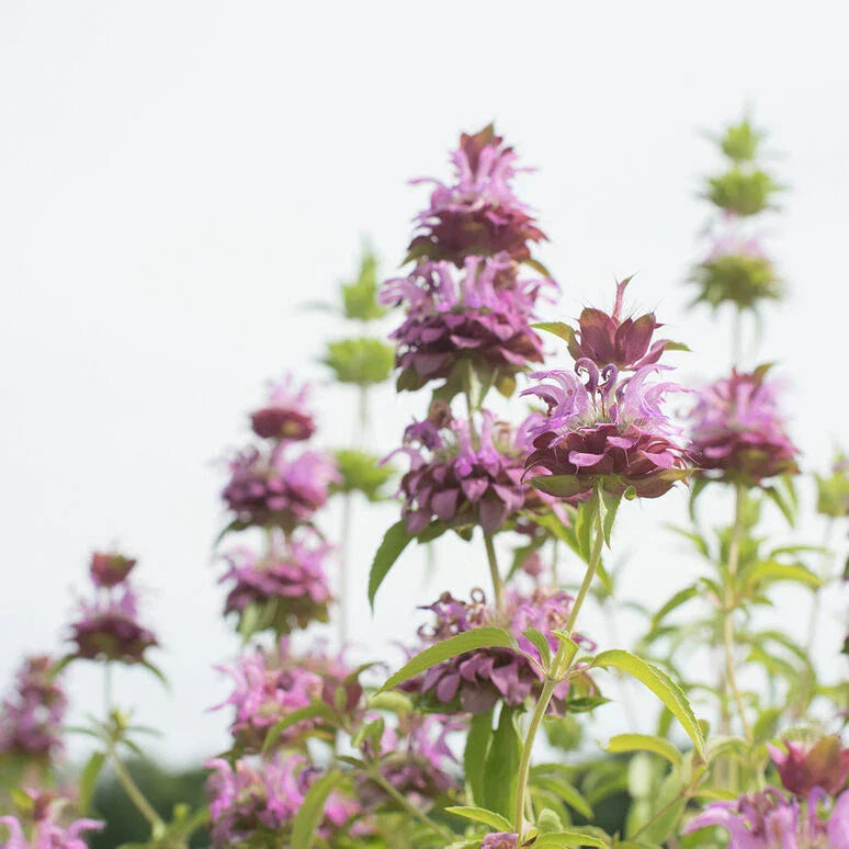 Lemon Mint Seeds - 1000 Non-GMO Culinary Herb Seeds Mentha × piperita 'Citrata' USA Seller