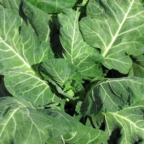 Vates Collard Seeds - Organic, Non-GMO, Heirloom Brassica oleracea, Vegetable Seed Pack for Home Gardening