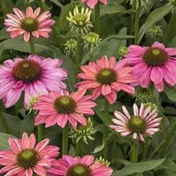Butterfly Rainbow Coneflower Seeds - Echinacea purpurea, Multicolored Perennial Flowers for Pollinators, Garden Seeds