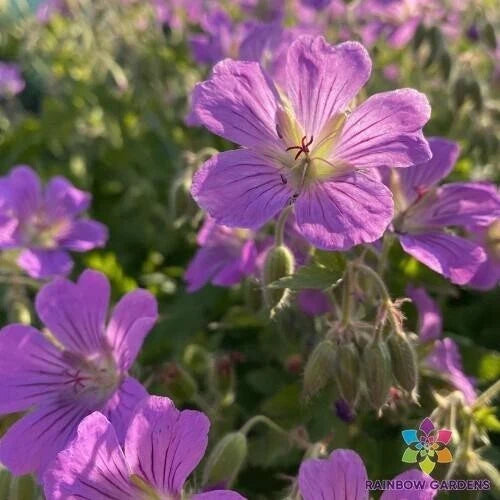 25+ Sirak Geranium Seeds Pelargonium x hortorum Garden Planting, Easy to Grow, Vibrant Blooms, USA Grown