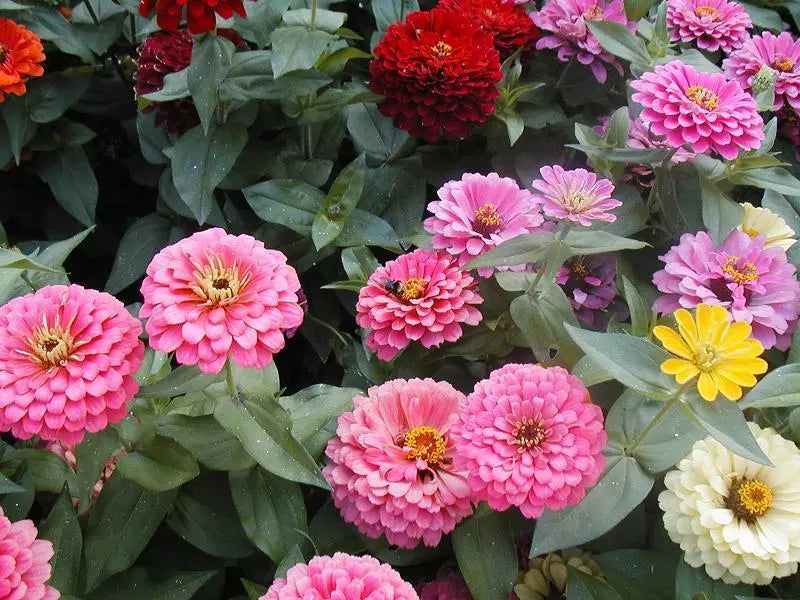 Lilliput Zinnia Seeds – Compact Annual Flower Pack – Bright Color Mix – Zinnia elegans – Fast Blooming Garden Seeds
