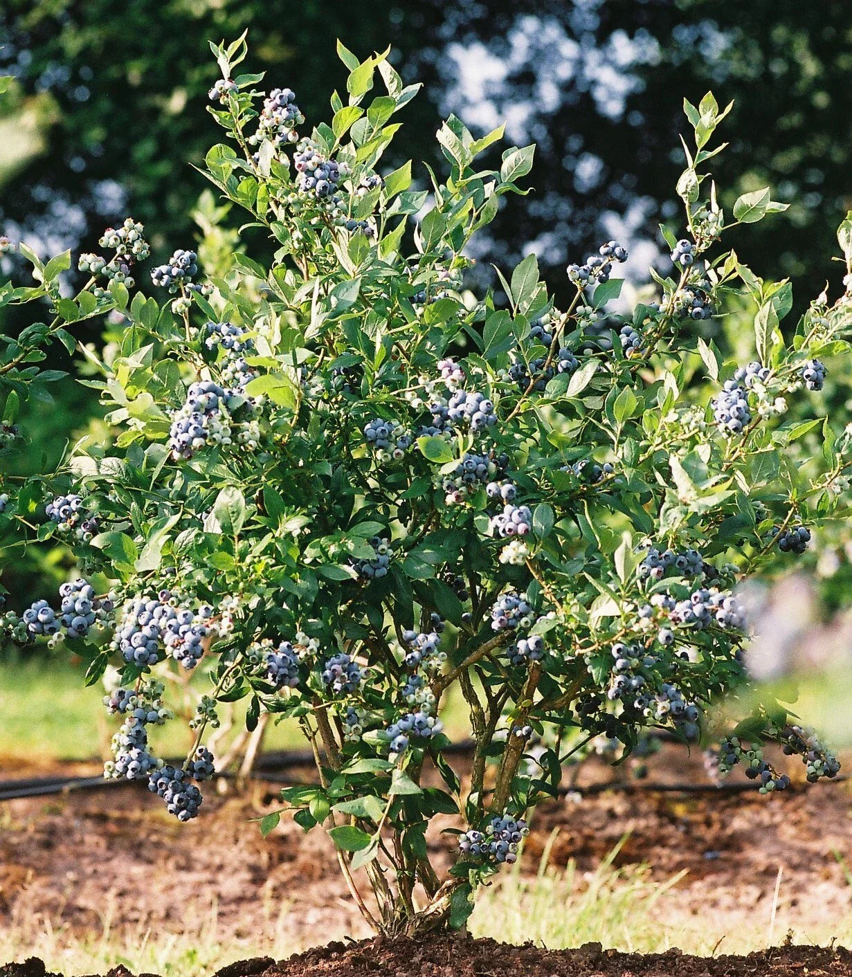 Mini Blues Blueberry Bush Starter Plant - Vaccinium corymbosum for Home Gardens
