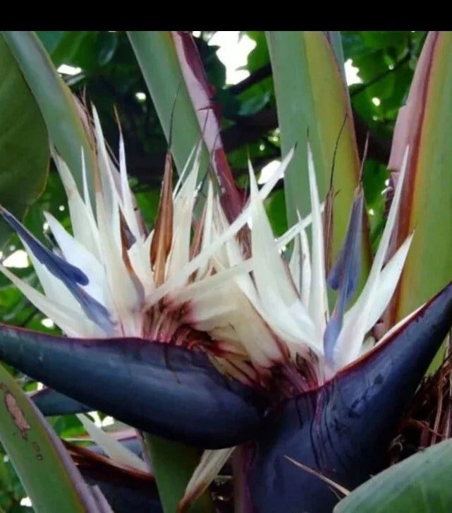 White Bird of Paradise Plant - 12 Inch Strelitzia Reginae in Quarter Pot, Indoor Tropical Foliage, Exotic Greenery