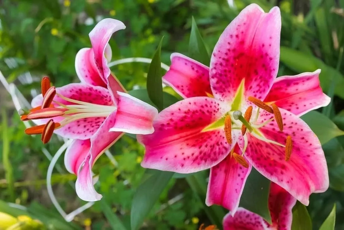 Stargazer Lily Bulbs 10 Pack Pink White Variegated Lilium 'Stargazer' for Garden & Cut Flowers